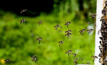 Dozens of small bees flying toward the entrance to their hive.